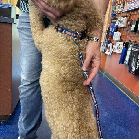 Pet Collar