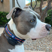 Pet Collar