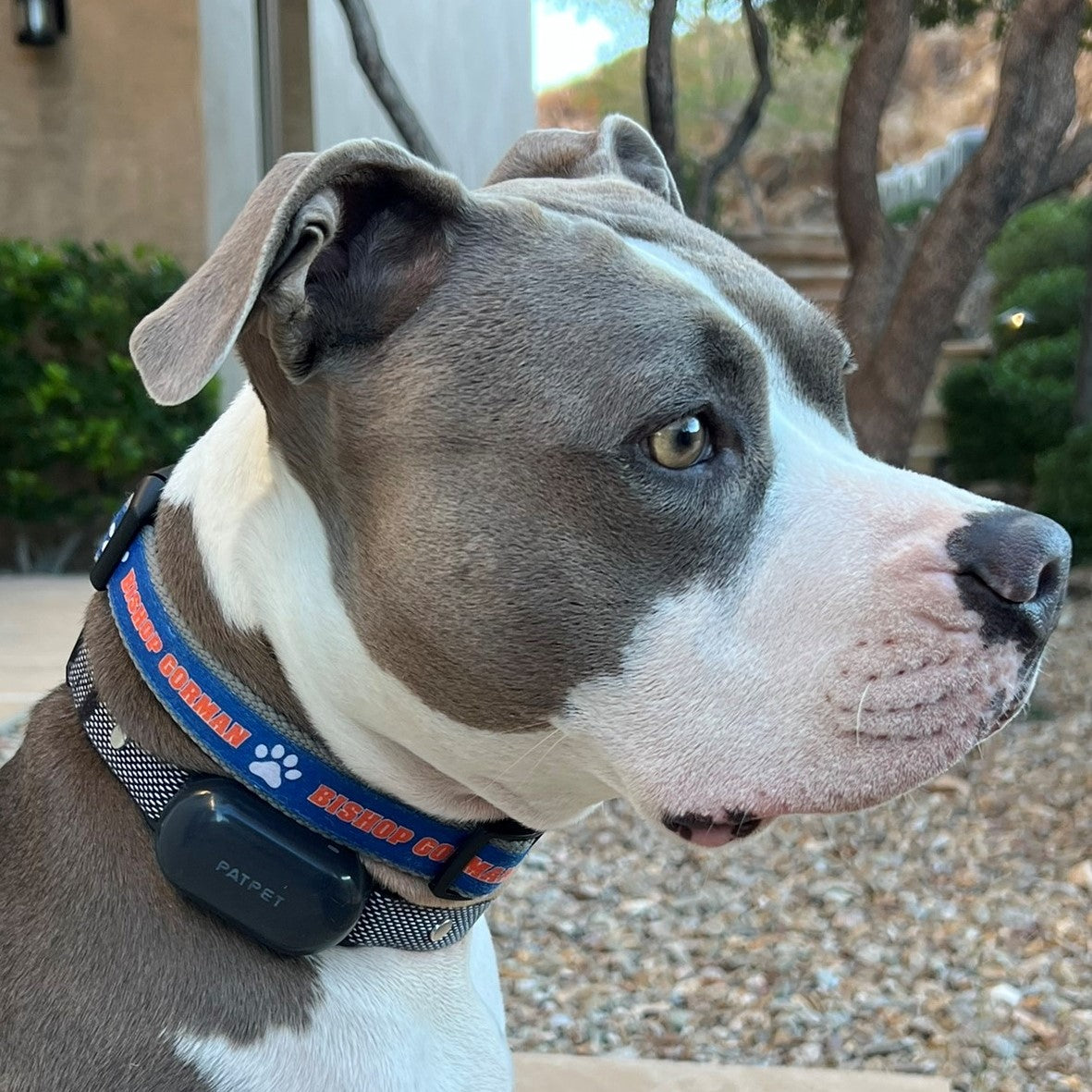 Pet Collar